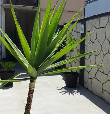 Th Luxury Fly Katánie